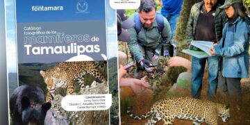 Difunde la UAT catálogo fotográfico de los mamíferos de Tamaulipas