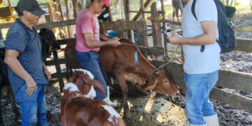Atiende AGRICULTURA oportunamente un caso de gusano barrenador del ganado en Tamaulipas