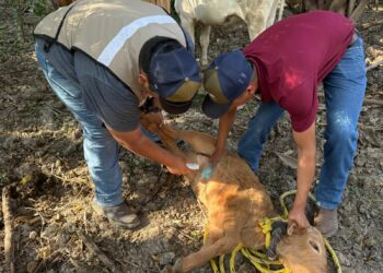 Establecen cerco sanitario en sitio focal del caso de Gusano Barrenador del Ganado en Llera, Tamaulipas