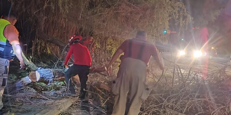 Vientos derriban árbol