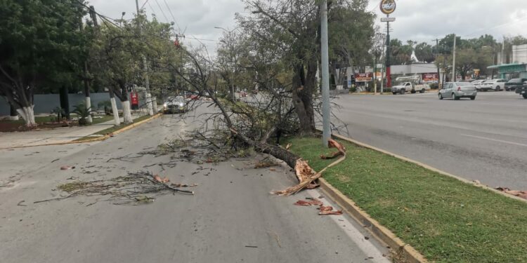 Saldo de daños en Victoria: Vientos del Frente Frío 25 derriban árboles, postes y semáforos