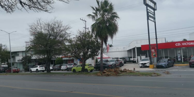 Saldo de daños en Victoria: Vientos del Frente Frío 25 derriban árboles, postes y semáforos