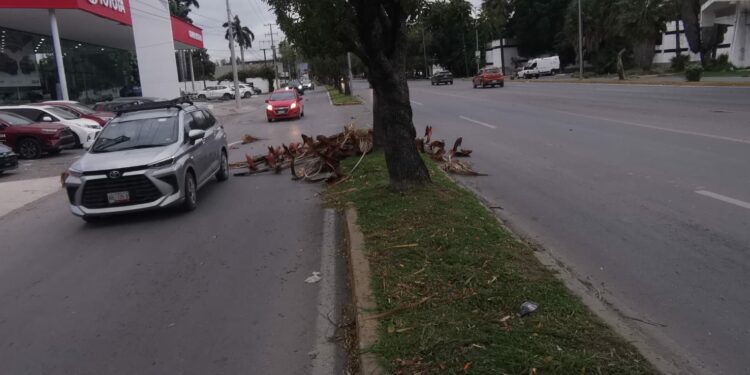 Saldo de daños en Victoria: Vientos del Frente Frío 25 derriban árboles, postes y semáforos