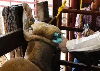 Ganaderos y gobierno de México trabajan en conjunto contra gusano barrenador