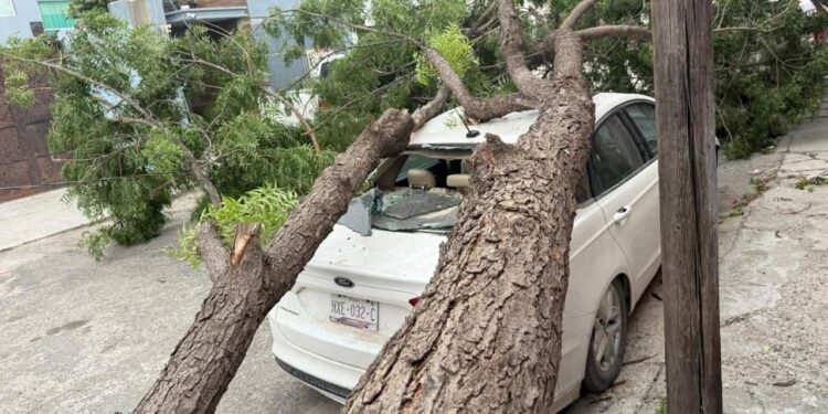Saldo de daños en Victoria: Vientos del Frente Frío 25 derriban árboles, postes y semáforos