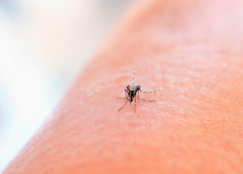 Alerta por dengue: Sonora lidera contagios en el país