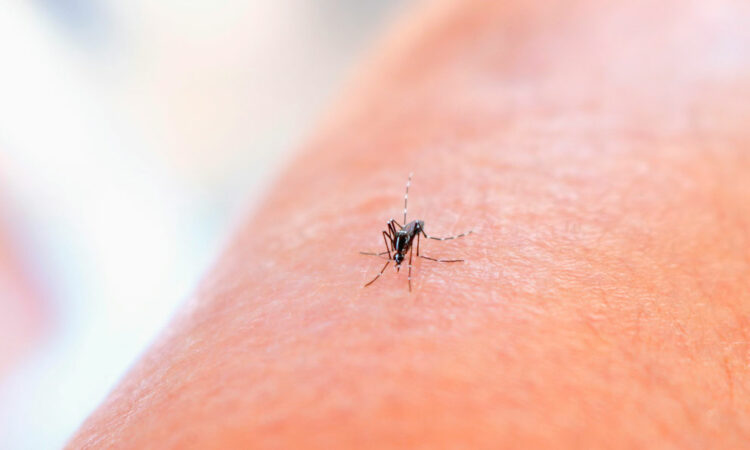 Alerta por dengue: Sonora lidera contagios en el país