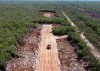 Organizaciones denuncian impactos irreversibles del Tren Maya