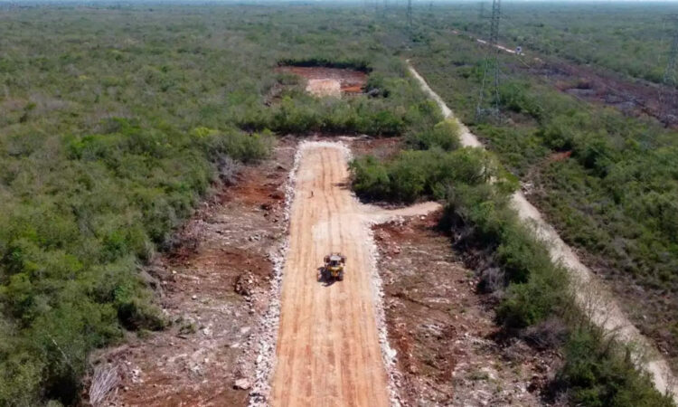 Organizaciones denuncian impactos irreversibles del Tren Maya