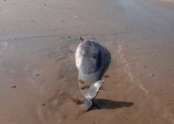 Alarma en Playa Bagdad: Superan los 100 delfines muertos en 2025 tras nuevos hallazgos