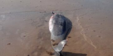 Alarma en Playa Bagdad: Superan los 100 delfines muertos en 2025 tras nuevos hallazgos
