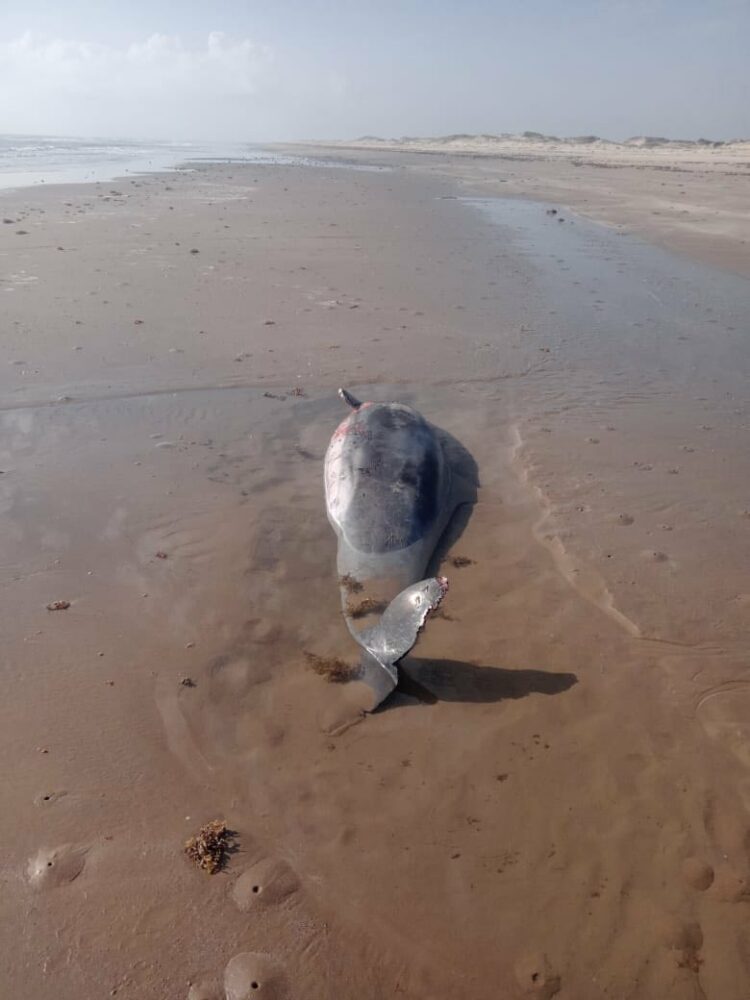 Alarma en Playa Bagdad: Superan los 100 delfines muertos en 2025 tras nuevos hallazgos