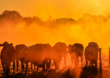 2025 será el segundo año más cálido del planeta