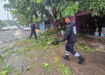 Cae árbol, no registran daños