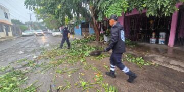 Cae árbol, no registran daños