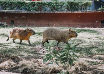 Luto en Tamatán: Muere capibara recién llegado por estrés de adaptación