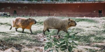 Luto en Tamatán: Muere capibara recién llegado por estrés de adaptación