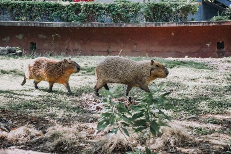 Luto en Tamatán: Muere capibara recién llegado por estrés de adaptación