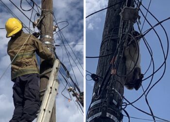 Bomberos rescatan a gatito
