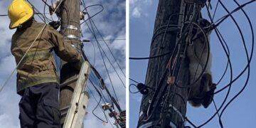 Bomberos rescatan a gatito