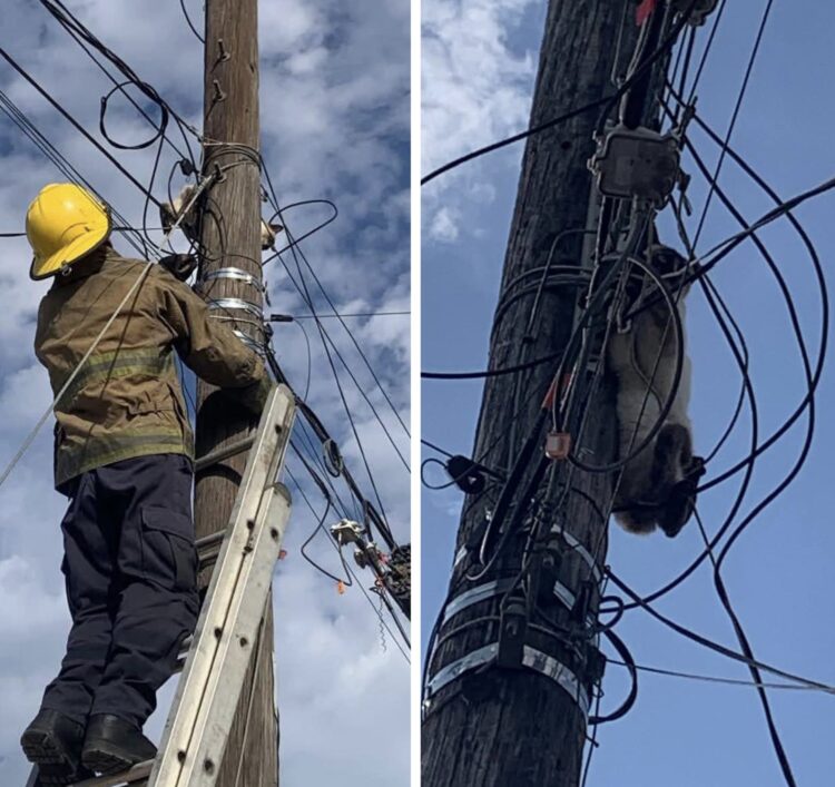 Bomberos rescatan a gatito