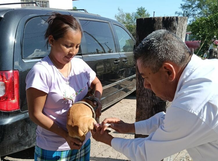 Vacunarán contra la rabia a 300 mil perros y gatos en Tamaulipas de enero a mayo
