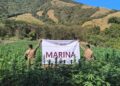 Marinos destruyen narco-campamento y plantíos de mariguana en Michoacán