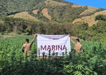 Marinos destruyen narco-campamento y plantíos de mariguana en Michoacán