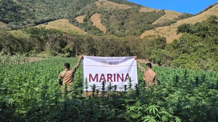 Marinos destruyen narco-campamento y plantíos de mariguana en Michoacán