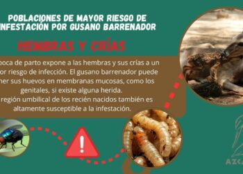 Gusano barrenador del ganado afecta a fauna silvestre en regiones de México. 