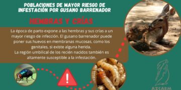 Gusano barrenador del ganado afecta a fauna silvestre en regiones de México. 