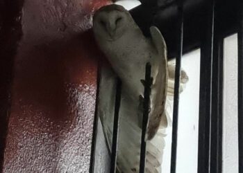 Rescatan a lechuza en la Basílica del Refugio en el centro de Cd. Victoria