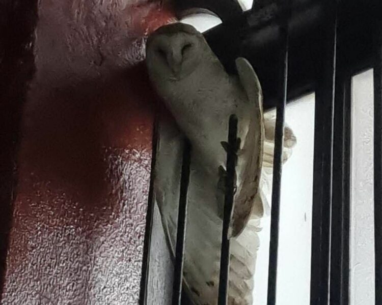 Rescatan a lechuza en la Basílica del Refugio en el centro de Cd. Victoria