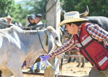 Refuerzan combate al gusano barrenador del ganado en Tamaulipas ante nuevos casos en Aldama y Gómez Farías