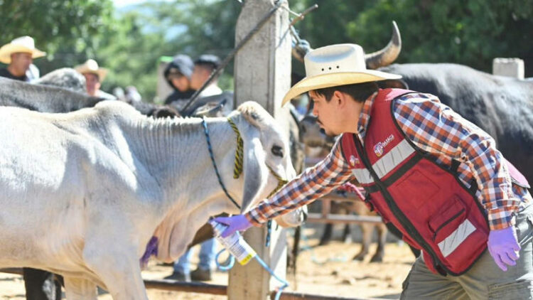 Refuerzan combate al gusano barrenador del ganado en Tamaulipas ante nuevos casos en Aldama y Gómez Farías