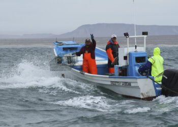 En febrero inicia veda para siete especies marinas en 10 estados de México