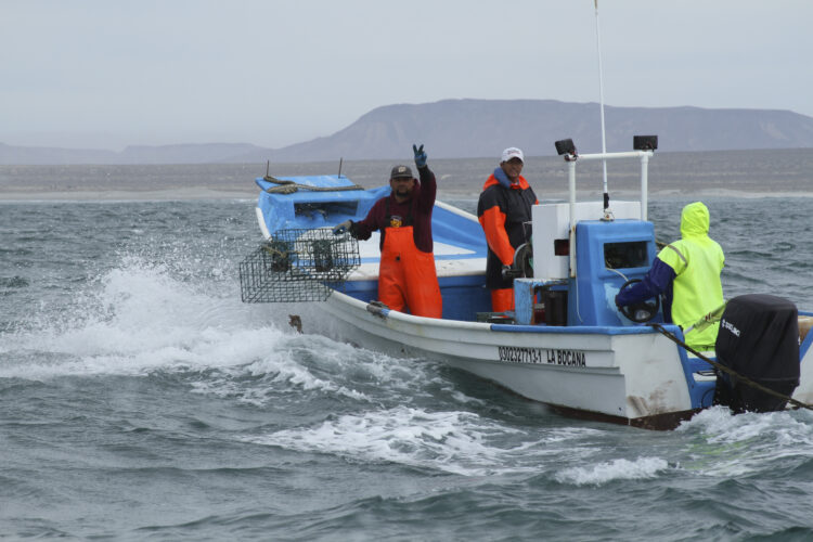 En febrero inicia veda para siete especies marinas en 10 estados de México
