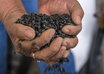 AGRICULTURA y Verde Valle acuerdan compra de frijol mexicano del ciclo 2026 a precio justo