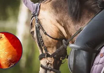 Nuevo caso de Gusano Barrenador del Ganado en Tamaulipas; ahora en caballo en Altamira