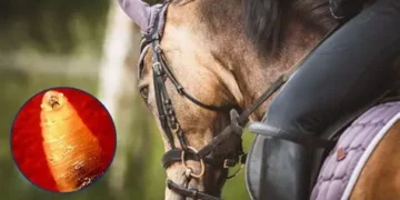 Nuevo caso de Gusano Barrenador del Ganado en Tamaulipas; ahora en caballo en Altamira