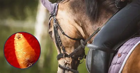 Nuevo caso de Gusano Barrenador del Ganado en Tamaulipas; ahora en caballo en Altamira