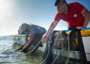 Se reanuda aprovechamiento de lisa y liseta en Costas de Tamaulipas y Laguna Madre
