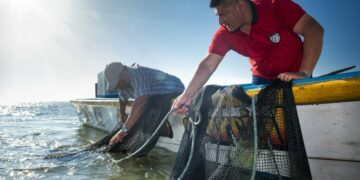 Se reanuda aprovechamiento de lisa y liseta en Costas de Tamaulipas y Laguna Madre