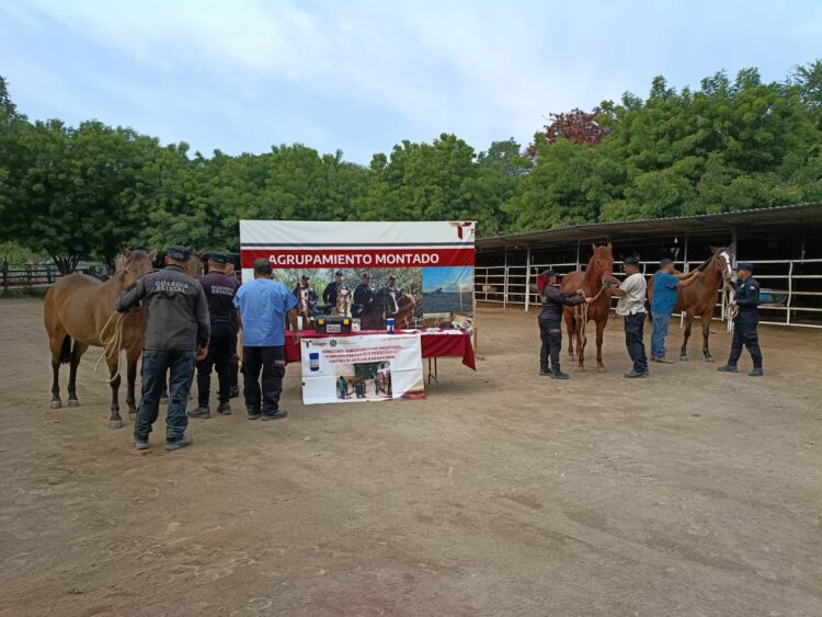 Implementa Guardia Estatal campaña permanente contra gusano barrenador en animales policiales