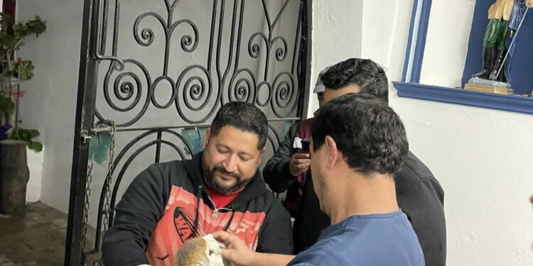 Milagroso auxilio para lechuza herida en la Basílica del Refugio de Victoria