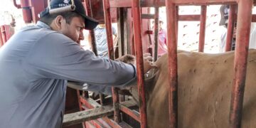 Bajo control casos de gusano barrenador en Tamaulipas; liberan moscas estériles en zonas colindantes con Veracruz