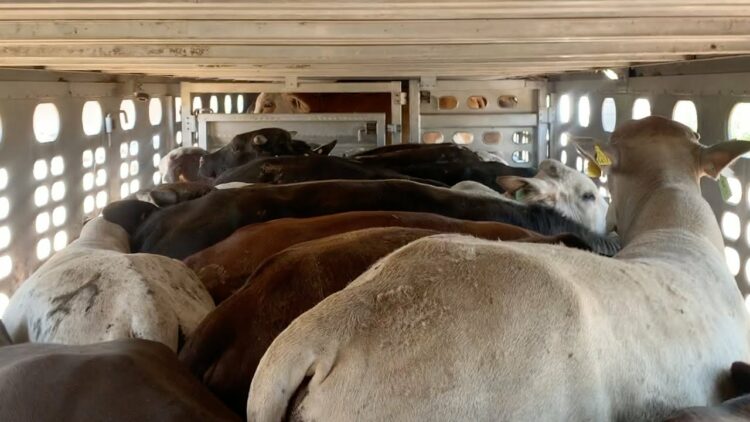 Valora CNOG esfuerzo de ganaderos y técnicos sanitaros en control del gusano barrenador; falta mosca estéril para erradicarlo