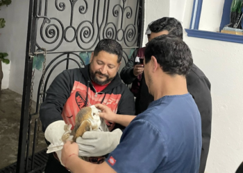 Milagroso auxilio para lechuza herida en la Basílica del Refugio de Victoria