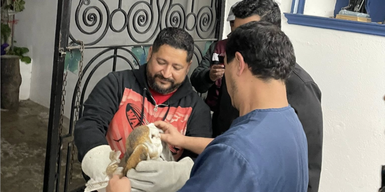 Milagroso auxilio para lechuza herida en la Basílica del Refugio de Victoria