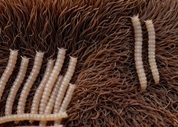 Chihuahua no puede restringir paso de ganado: Fallo de la SCJN